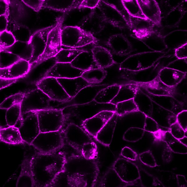 BioTracker 655 Red Cytoplasmic Membrane Dye | SCT108